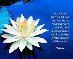 White lotus flower: this color lotus is known to symbolize Bodhi (being awakened), and represents a state of mental purity, and that of spiritual perfection; it is also associated with the pacification of one’s nature. This lotus is considered to be the womb of the world