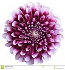 Aster symbolizes patience. It is also indicative of a love of variety. It also symbolizes elegance and daintiness